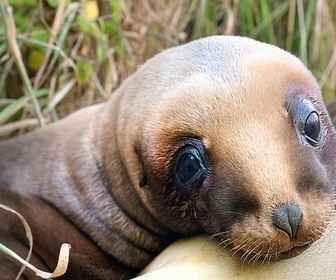 Replay Terre d'extrême - Nouvelle-Zélande