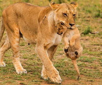 Replay Quand les hyènes défient les lions - 06/12/2025