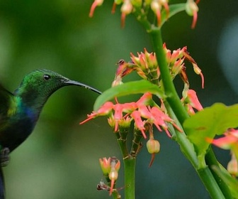 Replay Guadeloupe, des cimes à l'océan