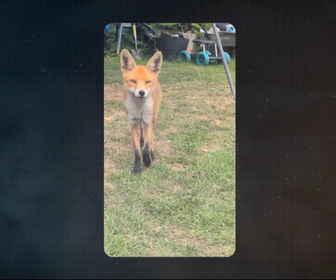 Replay Focus - Nos nouveaux voisins : les animaux sauvages à l'assaut des villes