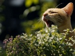 Replay La défonce des animaux