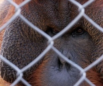 Replay ARTE Journal Junior - En Espagne, une meilleure protection des grands singes