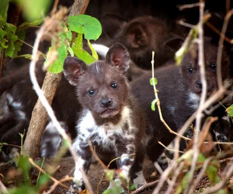 Replay Dynasties - 30/01/2026