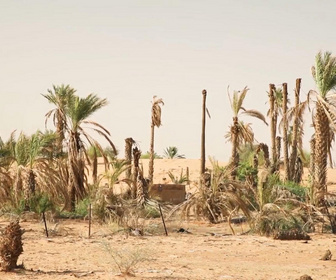 Replay Focus - En Mauritanie, les oasis menacées par le réchauffement climatique