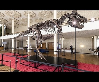 Replay Les scientifiques auraient enfin découvert pourquoi le T. rex avait des bras si courts
