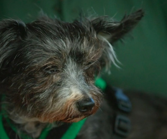 Replay Dog house : un chien pour la vie - S4 E4 - Adopté au premier regard