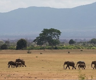 Replay ARTE Reportage - Afrique : safaris et bonnes bonnes affaires