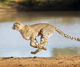 Replay Critical Kingdoms: Stories of Hope - 20/11/2025