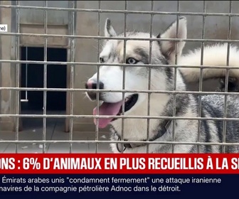 Replay BFM Première - Les abandons d'animaux en hausse de 6% cet été, la SPA s'attend au pire cette année