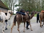 Replay Les chameaux ont élu domicile en Europe - ARTE Regards