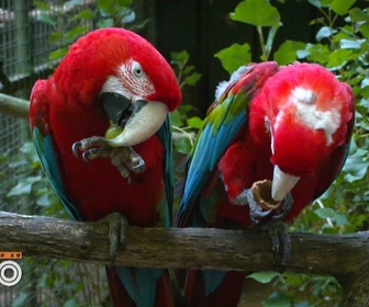 Replay Une saison au zoo - S12 E52