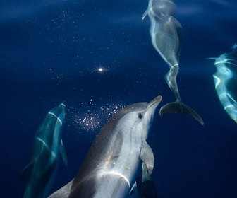 Replay ARTE JUNIOR Le magazine - Combien de dauphins et de baleines ?