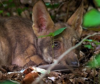 Replay Abruzzes - Le retour du loup au coeur de l'Italie