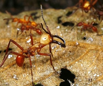 Replay Les prédateurs redoutables - Insectes rampants