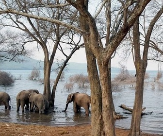 Replay Sous la surface - Le lac Tanganyika, géant africain