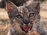 Replay Focus - Espagne : le sauvetage du lynx ibérique, espèce en voie d'extinction