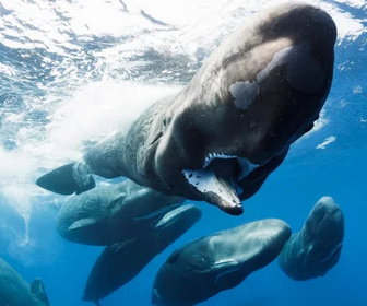 Replay Planète bleue - 23/12/2025