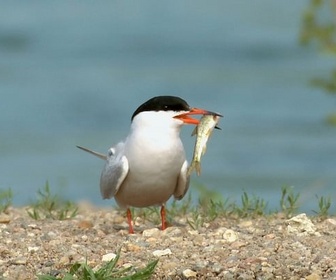 Replay La Loire, un fleuve libre - La France sauvage