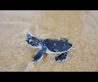 Replay De minuscules tortues font leurs premiers pas vers la mer
