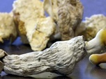Replay ARTE Journal - Des champignons hallucinogènes contre la dépression ?