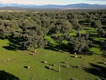 Replay La Dehesa, une savane nourricière - Europe sauvage, la part de l'homme