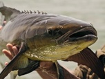 Replay Pêche XXL : derniers géants - Barracuda en furie
