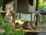 Replay Une saison au zoo - S12 E43