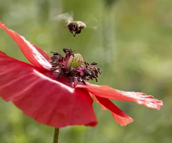 Replay Les maîtres des abeilles - 27/10/2025