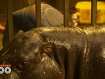 Replay Une saison au zoo - S13 E27