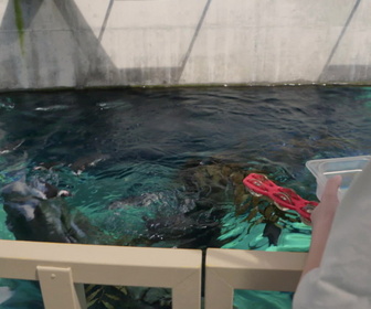 Replay Au coeur du zoo le plus beau du monde - S1E7 - Cours de natation pour pingouins