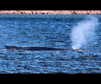 Replay La baleine à bosse Timmy reste échouée dans les eaux peu profondes du nord de l'Allemagne