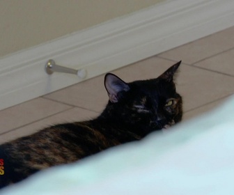 Replay Hell's cat : mon chat est un cauchemar - S5E11 - Reese l'éventreur