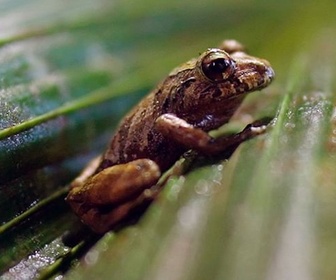 Replay Équateur, le campus de la forêt