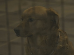 Replay Chiens et chats sans collier - Espoirs fragiles