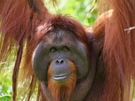 Replay Protéger le plus rare des primates - Orangs-outans, nos cousins rouges de la forêt (2/2)