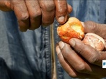Replay Focus - Production de noix de cajou au Kenya : plusieurs usines ne protègent pas leurs salariées