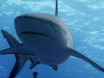 Replay Requin tigre, le Gardien Vagabond - Les prédateurs de la Grande Barrière de corail
