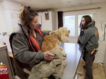 Replay Animaux à adopter - Scotty, Loulou et Mordoc