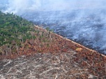 Replay Urgence climatique : un défi mondial - Quatre mois avant la COP, le Brésil assouplit sa législation verte