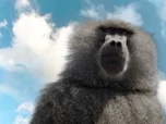 Replay Serengeti - 28/12/2024