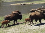 Replay Bisons, les doux géants du Montana - 360° Reportage