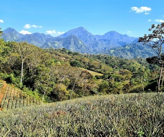 Replay Entre forêt tropicale et plages - Le Honduras