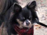 Replay La dog academie