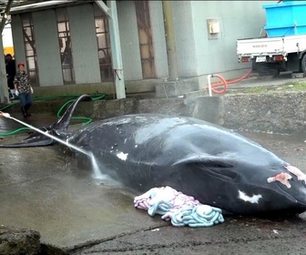 Replay Focus - Japon : la chasse à la baleine, une tradition culinaire bien ancrée