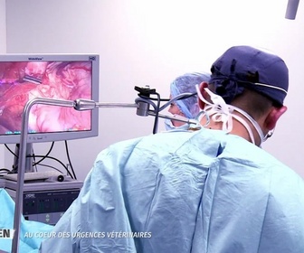 Replay Nos héros du quotidien - Au coeur des urgences vétérinaires