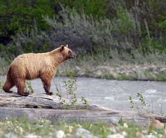 Replay Lacs-Waterton - Les parcs nationaux canadiens