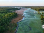Replay Élément Terre, le reportage - Des blobs de 500 millions d'années dans la toute dernière forêt sauvage d'Europe