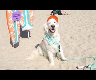 Replay Des chiens prennent la vague lors d'un concours de surf à San Diego
