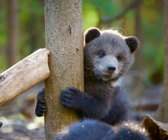 Replay Grizzly Bear Cubs and Me - Le chemin vers la liberté