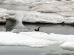 Replay Un défi pour les écosystèmes - Les métamorphoses des glaces polaires